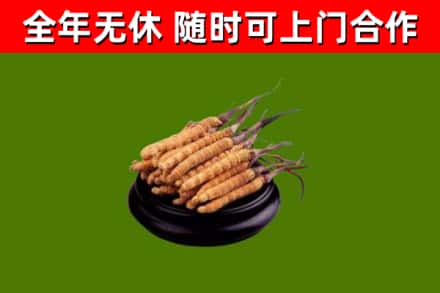 大丰烟酒回收冬虫夏草.jpg